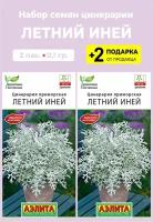 Семена цинерария Летний иней, 2 упаковки + 2 Подарка