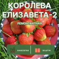 Клубника ремонтантная королева елизавета, 30 штук саженцев