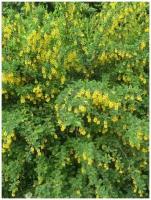 Семена Барбарис обыкновенный (Berberis vulgaris), 15 штук