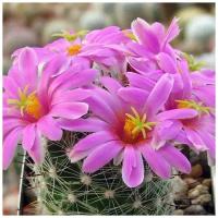 Семена Орешка Суккулент Кактус Mammillaria boolii 10 шт