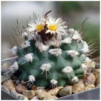 Семена Орешка Суккулент Кактус Turbinicarpus swobodae L-1499 10 шт