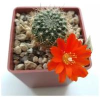 Семена Орешка Суккулент Кактус Rebutia ithyacantha L-350 10 шт