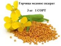 3 кг. Семена горчицы жёлтой 1 сорт