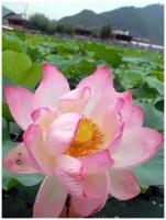 Семена Лотос орехоносный (Nelumbo nucifera), 5 штук