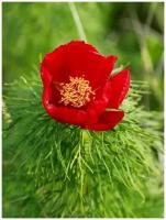 Семена Пион узколистный (Paeonia tenuifolia), 5 штук