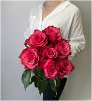 Роза Лола ярко-розовая 60 см