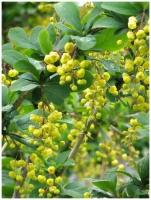 Семена Барбарис густоцветковый (Berberis densiflora), 15 штук