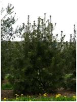 Семена Сосна Бунге (Pinus bungeana), 10 штук