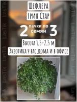 Цветы Шеффлера Грин Стар 2 пакета по 3шт семян