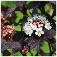 Пузыреплодник Калинолистный (лат. Physocarpus opulifolius) семена 100 шт