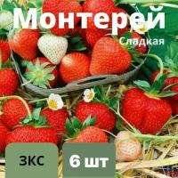 Клубника "Монтерей" 6 штук саженцев