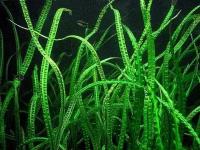 Криптокорина балансе(Cryptocoryne balansae)