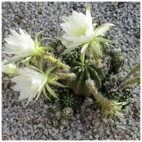 Семена Орешка Суккулент Кактус Echinopsis subdenudata 10 шт