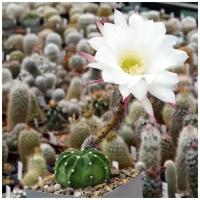 Семена Орешка Суккулент Кактус Echinopsis leucantha VG-299 10 шт