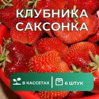 Клубника "Саксонка" Крупноплодная поздний сорт 6 штук саженцев