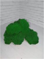 Стабилизированный мох ярко-зеленый 100 г