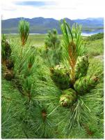 Семена Кедровый стланик (Pinus pumila), 30 штук