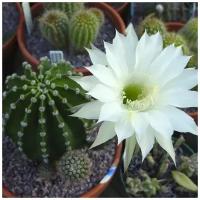 Семена Орешка Суккулент Кактус Echinopsis eyriesii 10 шт