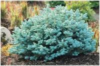 Ель колючая Глаука Глобоза (Glauca Globosa), саженец 30-40 см в горшке4 л