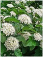 Семена Пузыреплодник калинолистный (Physocarpus opulifolius), 100 штук