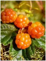 Семена Морошка обыкновенная (Rubus chamaemorus), 5 штук