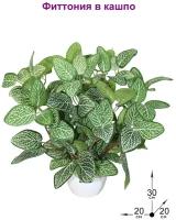 Искусственное растение Фиттония в кашпо 30см от ФитоПарк