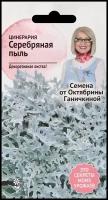 Цинерария Серебряная пыль 0,1 г, семена для выращивания однолетних цветов для сада дачи и дома, однолетние цветы для балкона и горшков