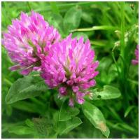 Клевер Луговой Красный (лат. Trifolium pratense) семена 500шт