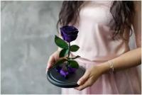 Темно фиолетовая роза в колбе "Мини" с подарочной коробкой/21 см
