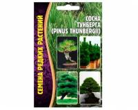 Семена Сосны Тумберга (Pinus Thunbergii) (10 семян)