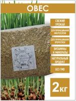 Овес для заваривания и настоев 2 кг для отваров, Семена овса, зерно, Овес в оболочке, для проращивания микрозелени, Овес неочищенный