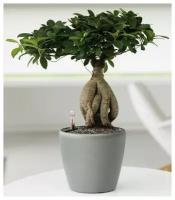 Фикус Микрокарпа Бонсай - Bonsai (Фикус Микрокарпа Бонсай - Bonsai Ficus 40см)