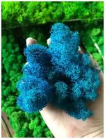 Стабилизированный мох ягель 0,5 кг голубой / мох для поделок, хобби и творчества/ растение для декора стен картин панно фитопанелей