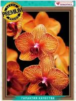 Картина стразами «Оранжевые орхидеи» 30х40 см