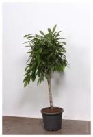 Фикус амстел кинг Ficus Amstel King (150)