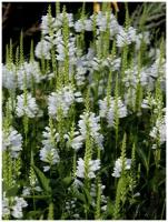 Семена Физостегия виргинская белая (Physostegia virginiana Alba), 20 штук