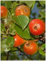 Семена Груша лесная (Pyrus communis pyraster), 15 штук