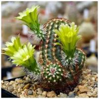 Семена Орешка Суккулент Кактус Echinocereus viridiflorus 10 шт