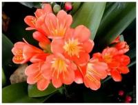 Кливия Clivia miniata (40см)