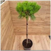 Сосна черная Брепо на штамбе(Pinus nigra Brepo ) PA60