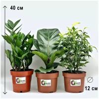 Набор 3 растения: Фикус Бенджамина Наташа, Фикус Лирата Бамбино, Замиокулькас, высота 30-35см