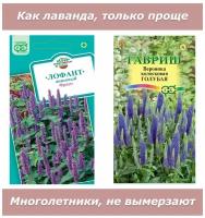 Набор семян, семена цветов, похожих на лаванду - Вероника и Лофант