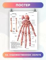 Постер на холсте анатомия рук биология (2) 60х80 см