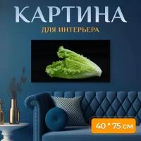 Картина на холсте "Овощ, латук, салат ромэн" на подрамнике 75х40 см. для интерьера