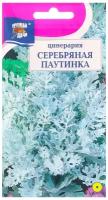 Семена цветов Цинерария "Серебряная паутинка", 0,1 г