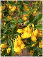 Семена Ракитник опушенный (Cytisus villosus), 10 штук