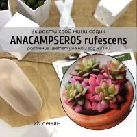 Семена суккулента Анакампсерос (Anacampseros rufescens) с красивыми яркими листьями / Растение - талисман: возвращающий потерянную любовь