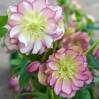 Морозник восточный Дабл Эллен Пикоти (Helleborus orientalis Double Ellen Picotee), саженцы