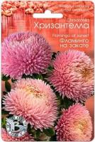 Астра хризантелла Фламинго на закате 30шт Биотехника