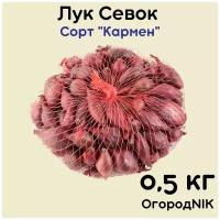 Лук Севок сорт "Кармен"